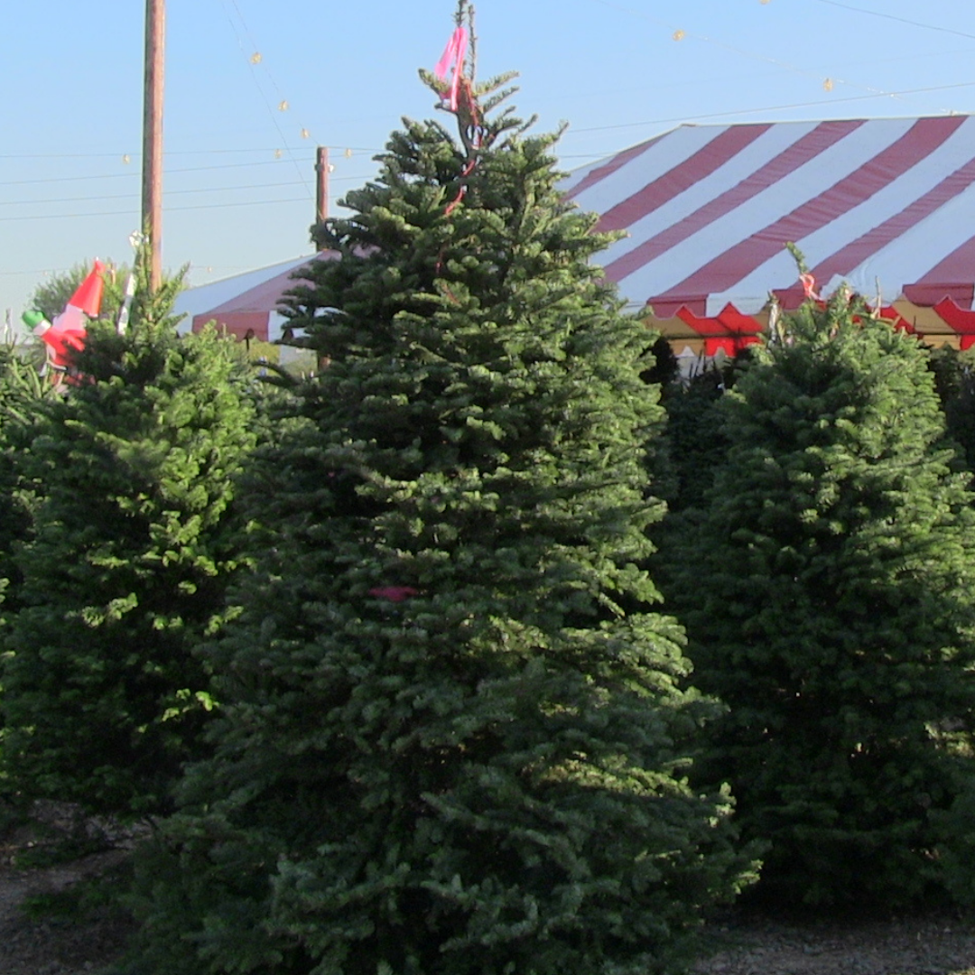 Noble Fir Christmas Tree